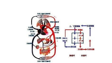 左血右氣|其實你並沒有想的那樣了解自己的身體——左血右氣